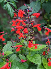 Load image into Gallery viewer, Salvia Assorted
