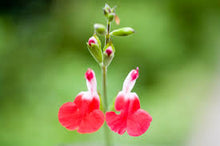 Load image into Gallery viewer, Salvia Assorted
