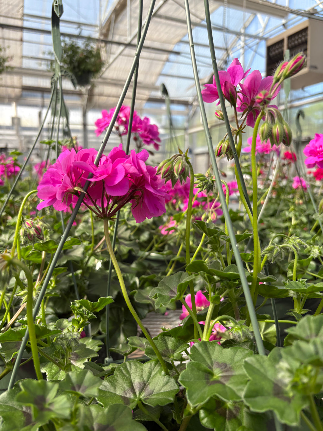 Ivy Geranium Hanging Basket (Blue)