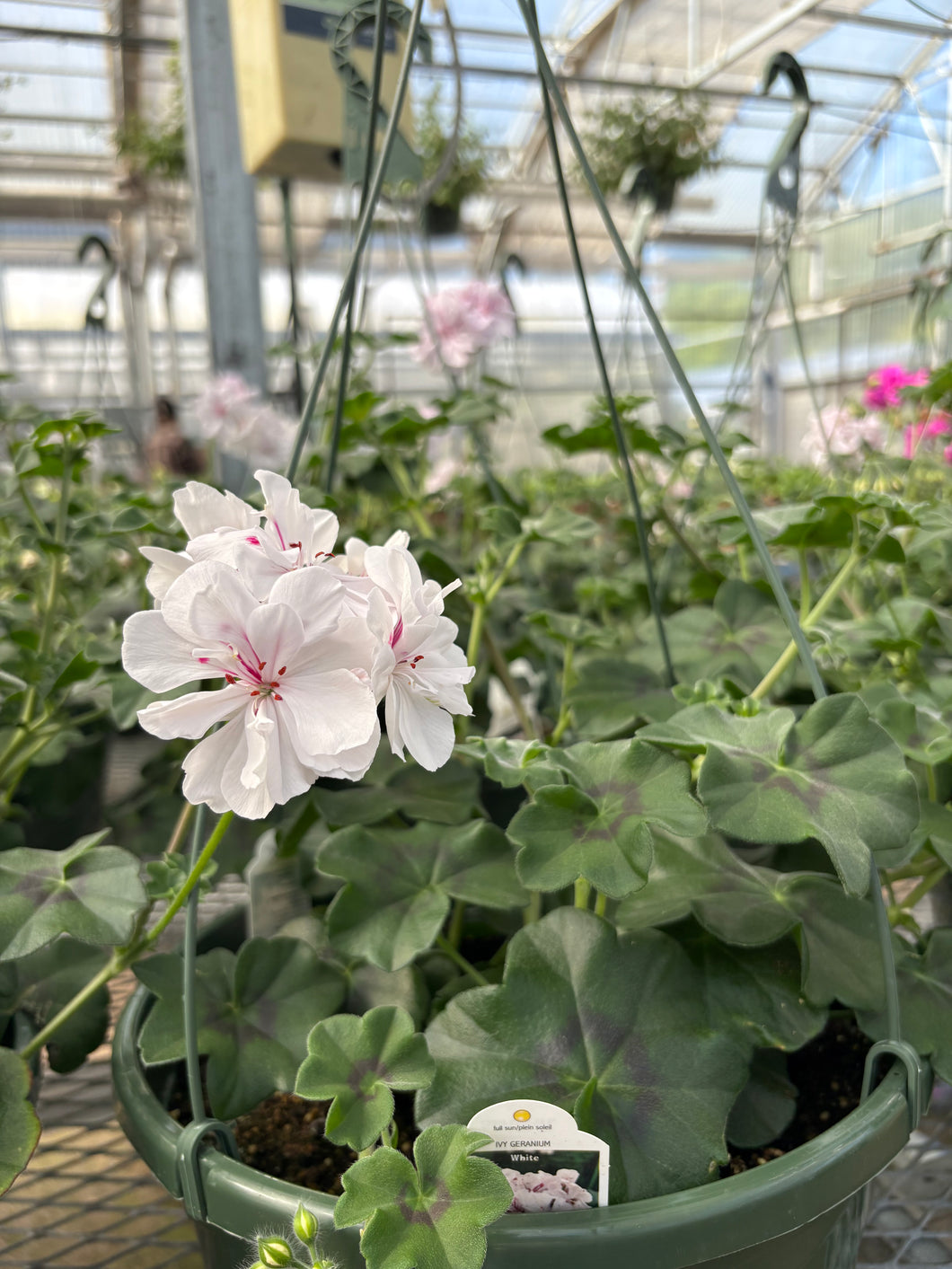 Ivy Geranium Hanging Basket (White)