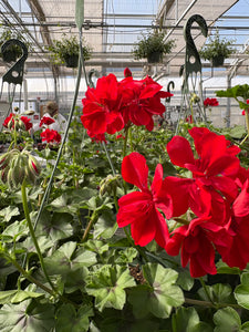 Ivy Geranium Hanging Basket (Red)