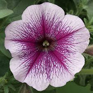 Petunia