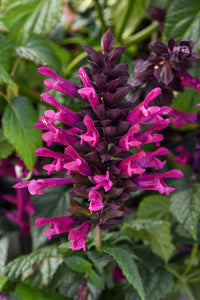 Salvia Assorted