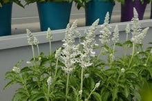 Load image into Gallery viewer, Salvia Assorted

