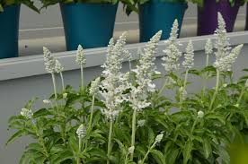 Salvia Assorted