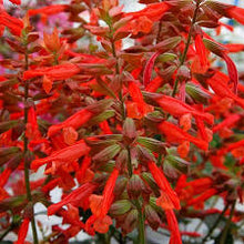 Load image into Gallery viewer, Salvia Assorted

