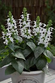 Salvia Assorted