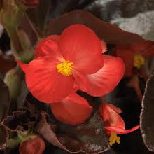 Load image into Gallery viewer, Begonia
