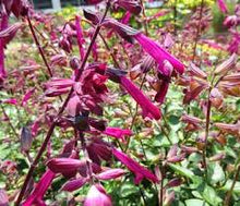 Load image into Gallery viewer, Salvia Assorted

