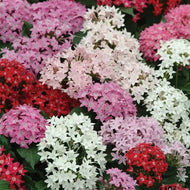 Pentas 'Butterfly Mix'