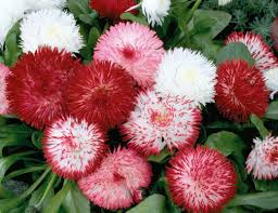Bellis 'Habanera Mix'