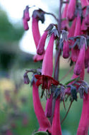 Phygelius rectus 'Cape Fuchsia'
