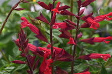 Load image into Gallery viewer, Salvia Assorted
