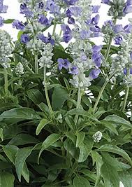 Salvia Assorted