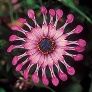 Osteospermum