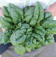 Spinach Bloomsdale Savoy