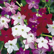 Nicotiana