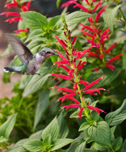 Load image into Gallery viewer, Pineapple Sage
