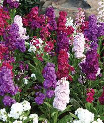 Stock (Matthiola incana)