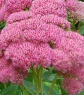 Sedum Autumn Joy